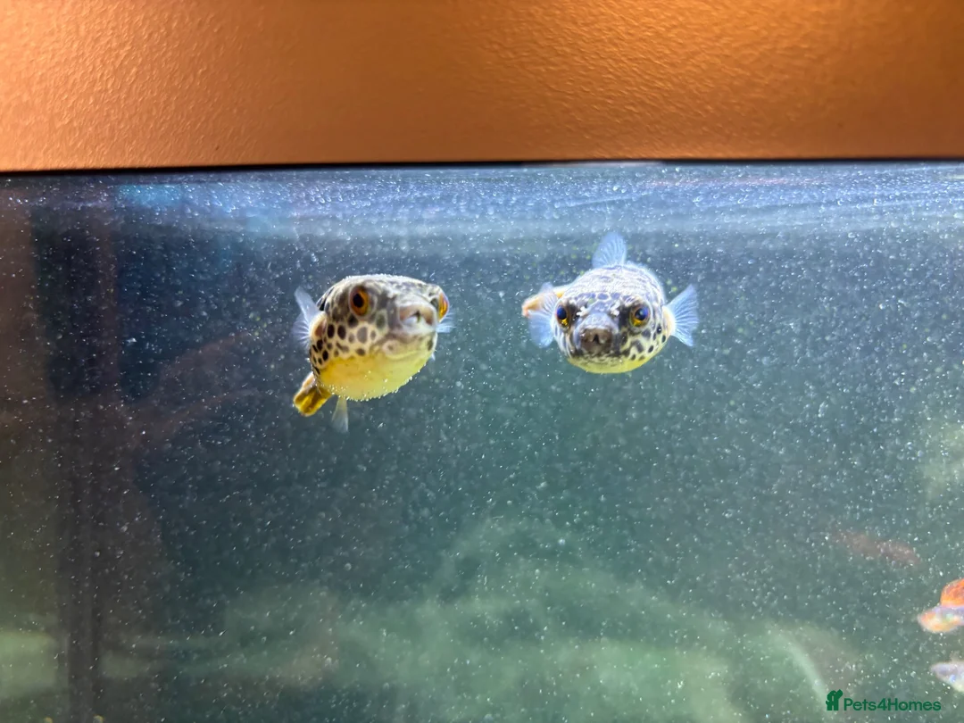 Pufferfish fish for sale: 2x Congo puffers in Ely - Advert 2