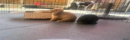 Mini Lop rabbits for sale: 2 beautiful pure bred mini lops  in Stourport-on-Severn - Advert 9