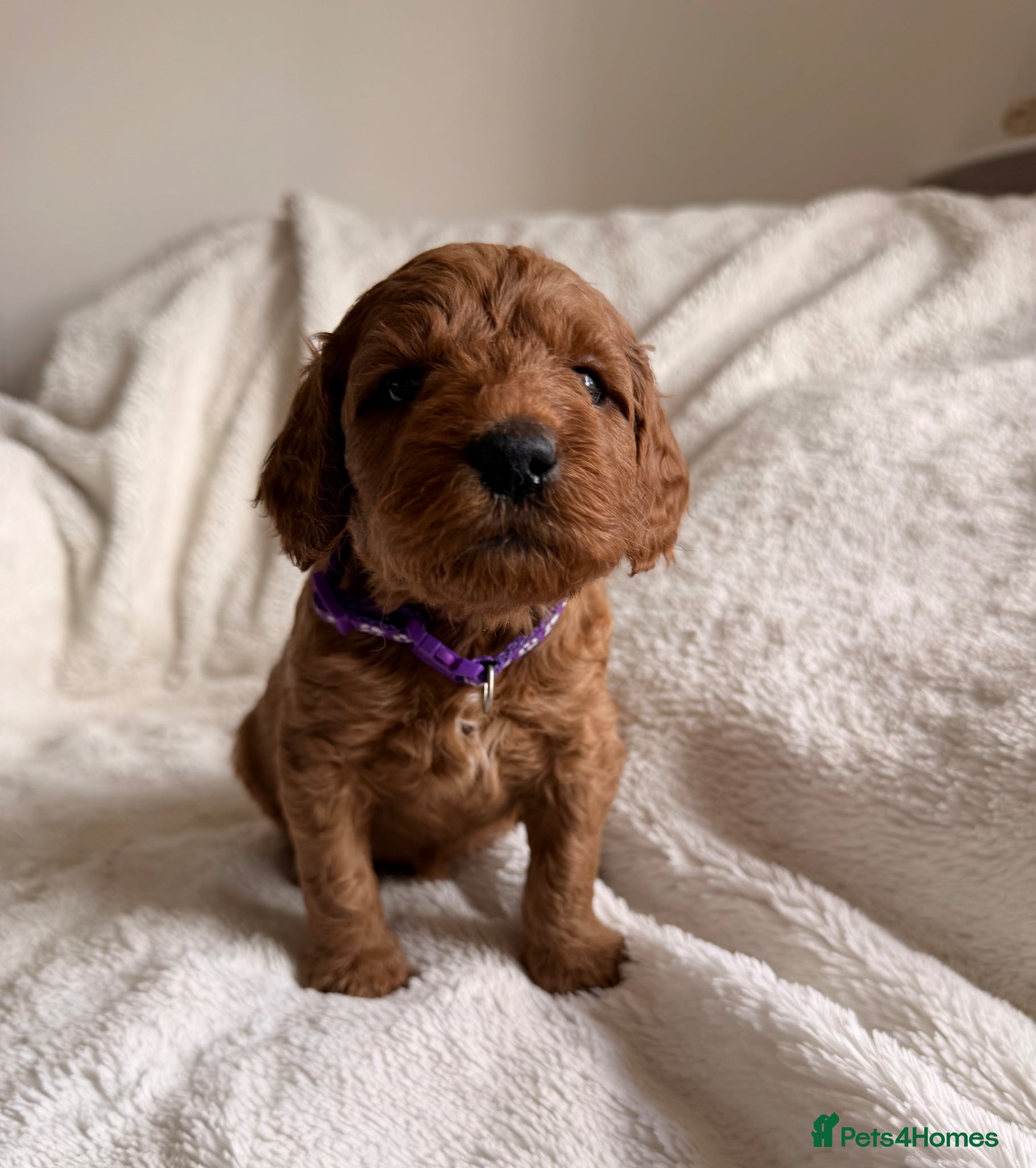 Mini Goldendoodle dogs STUNNING 🐾 AUSTRALIAN DOODLES 🐾 HEALTH TESTED🐾  - Advert 5