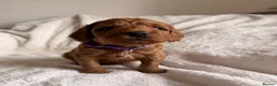 Mini Goldendoodle dogs for sale: Exceptional AUSTRALIAN DOODLES HEALTH TESTED🐾  - Advert 3