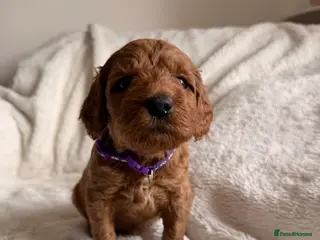 Mini Goldendoodle dogs STUNNING 🐾 AUSTRALIAN DOODLES 🐾 HEALTH TESTED🐾 - Advert 5