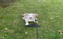 American Bulldog dogs for sale: Beautiful American bulldog boy pup - Image 7