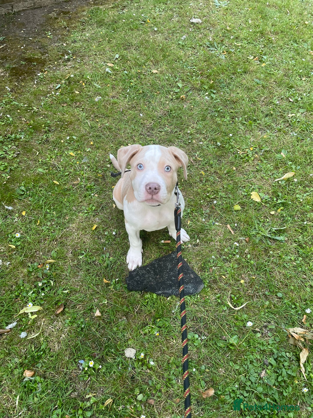 American Bulldog dogs for sale: Beautiful American bulldog boy pup - Image 7