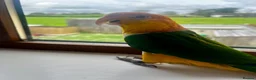 Parrots birds for sale: Bonded pair of yellow thighed caiques  - Advert 2