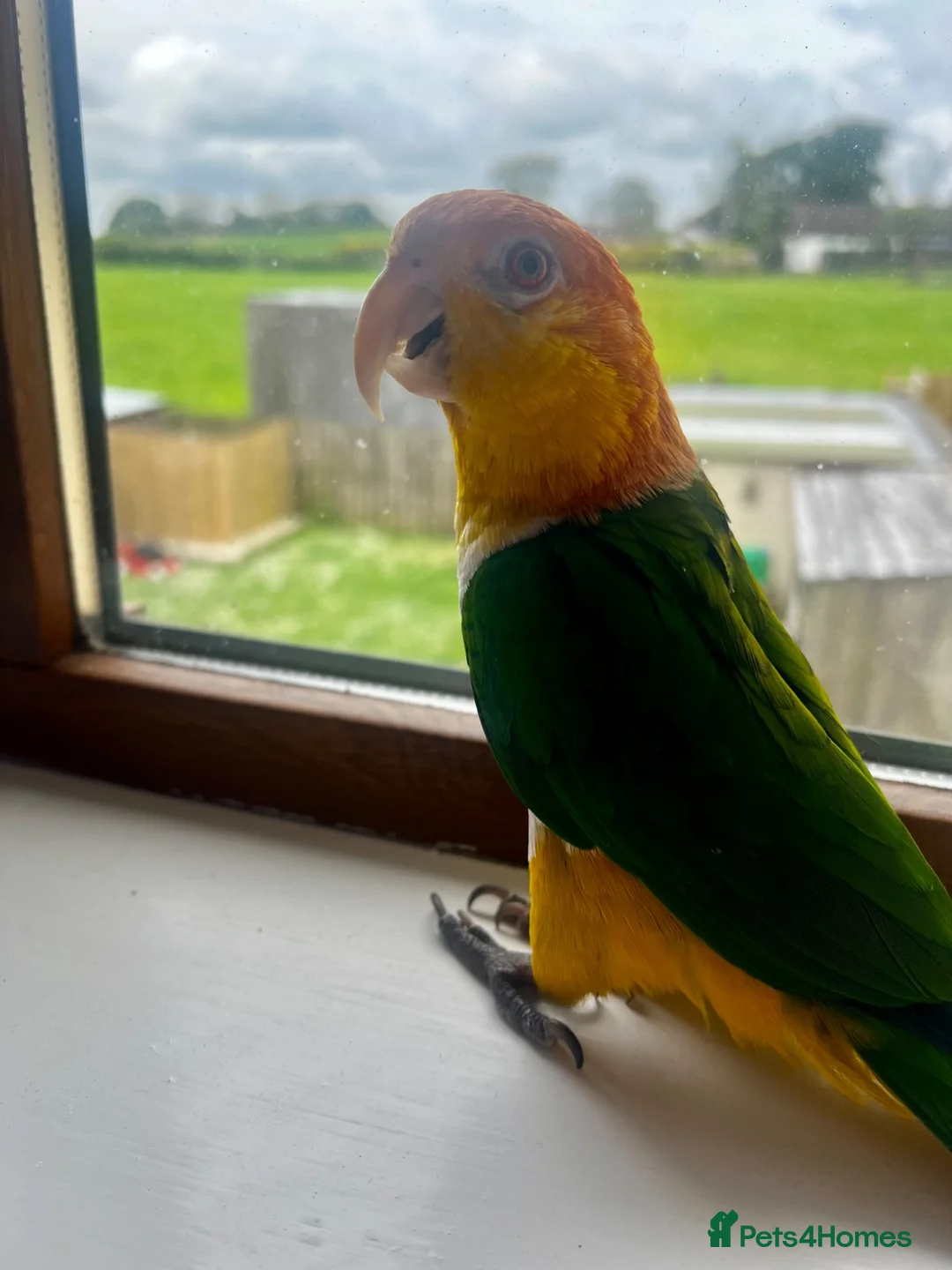Parrots birds for sale: Bonded pair of yellow thighed caiques  - Advert 2