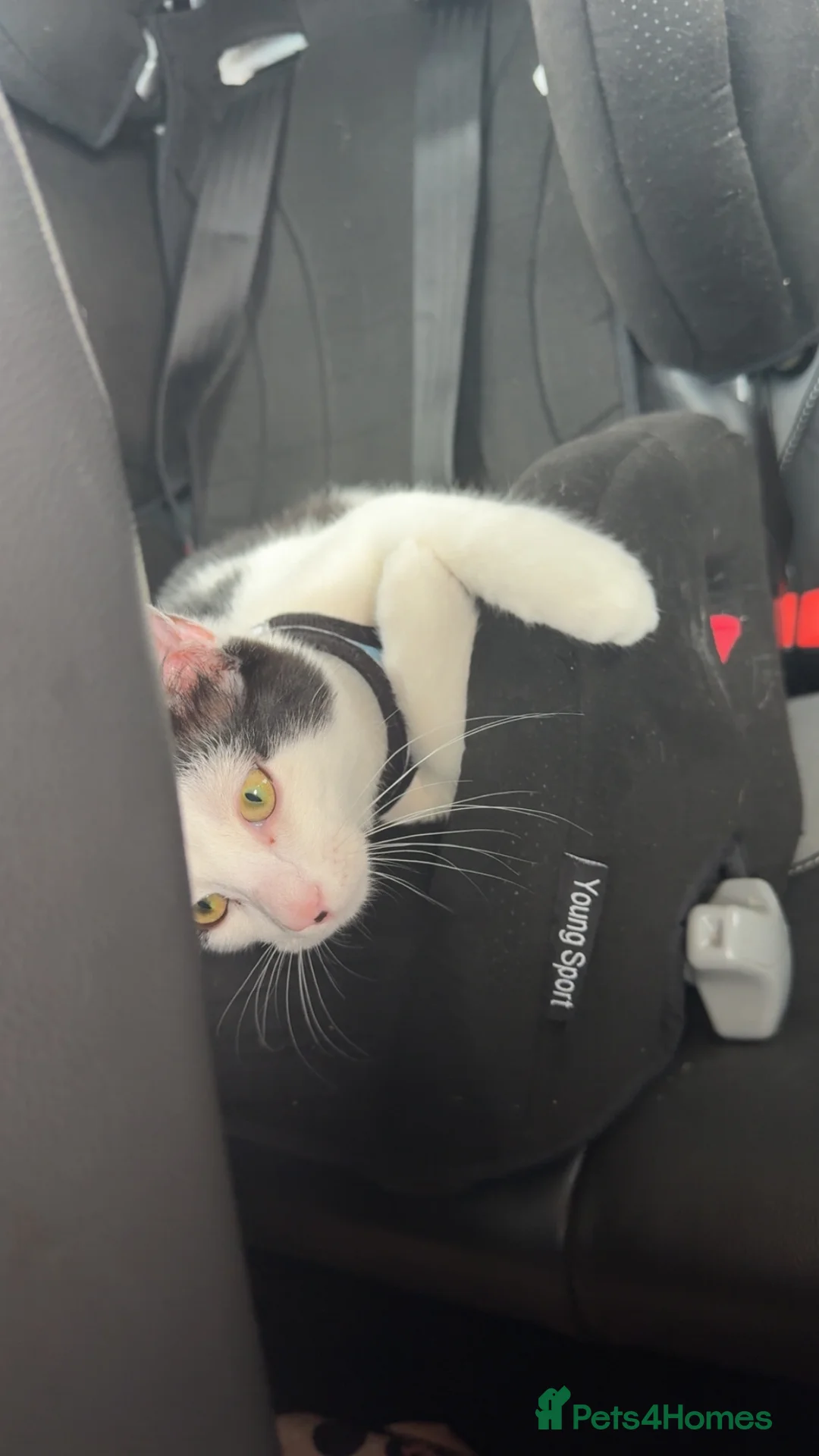 American Shorthair cats for sale: male kitten 8 months - Advert 2