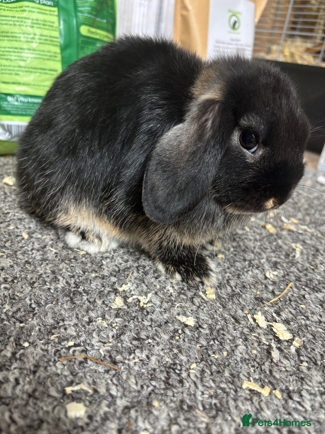 Mini Lop rabbits for sale: Pedigree Minilop babies for sale  - Image 4
