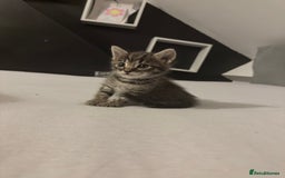 Bengal cats for sale: Cute bengal kittens for sale  - Image 9