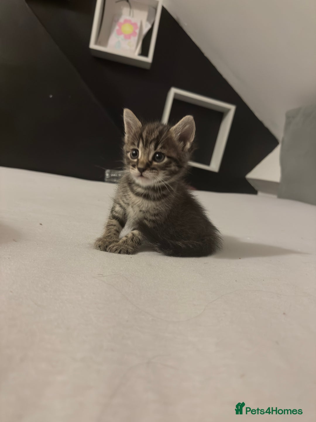 Bengal cats for sale: Cute bengal kittens for sale  - Image 9