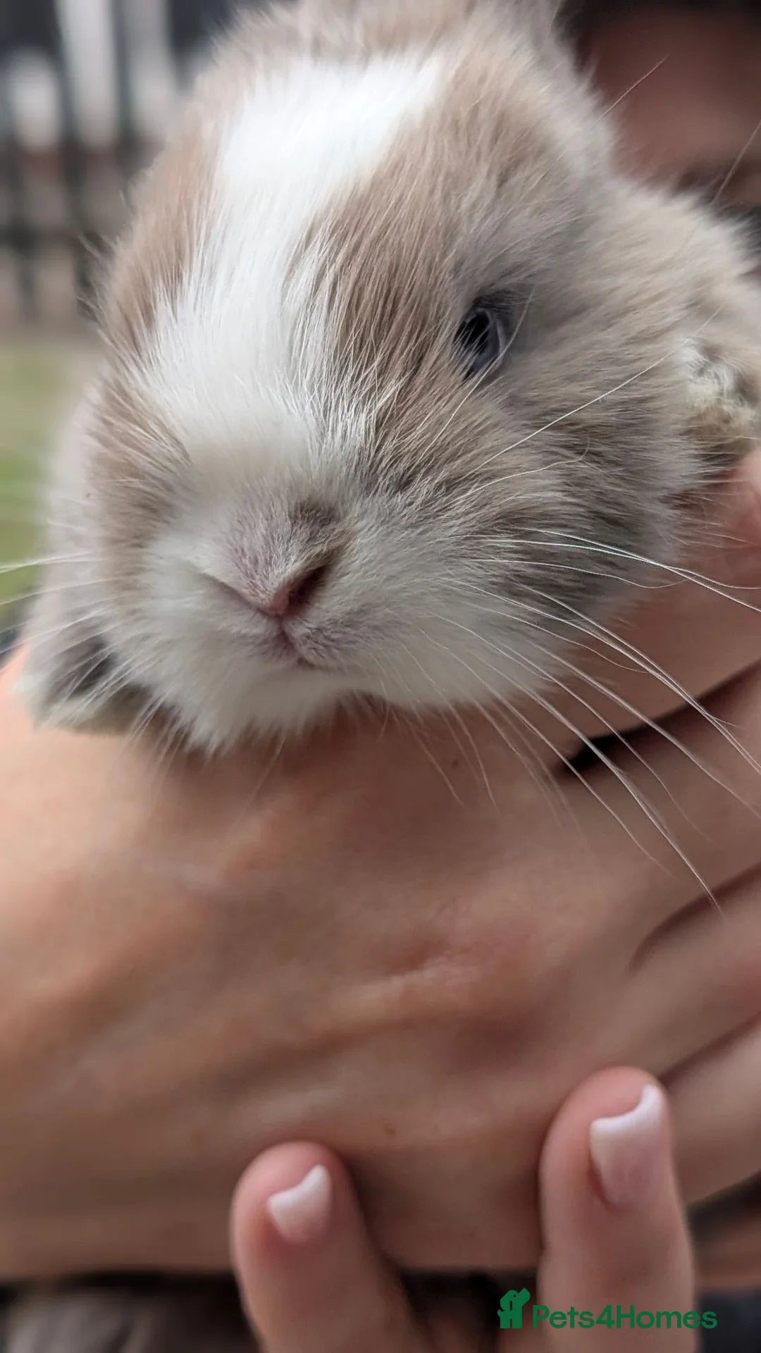 Mixed Breed rabbits for sale: Rabbits  in Wigan - Advert 2