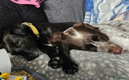 English Springer Spaniel dogs for sale: Sprocker  - Image 1