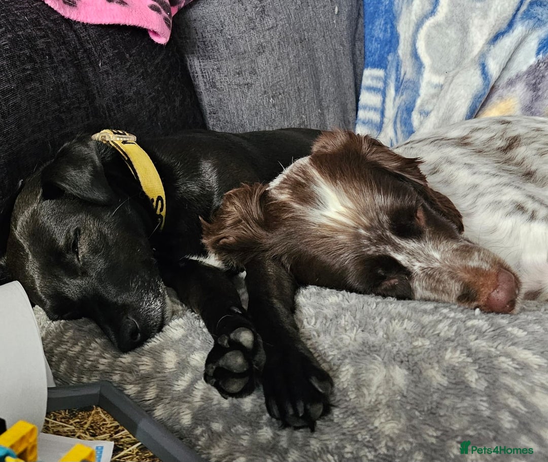 English Springer Spaniel dogs for sale: Sprocker  - Image 1