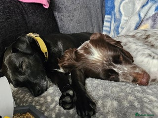 English Springer Spaniel dogs - Advert 1