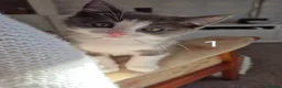 British Longhair cats for sale: Litter of 6 kittens - Advert 36