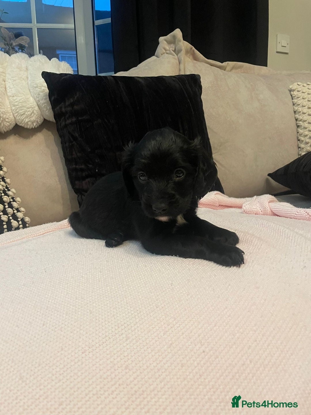 Cockapoo dogs for sale: 4 Stunning and Healthy cockapoos *2 girls 2boys* - Image 3