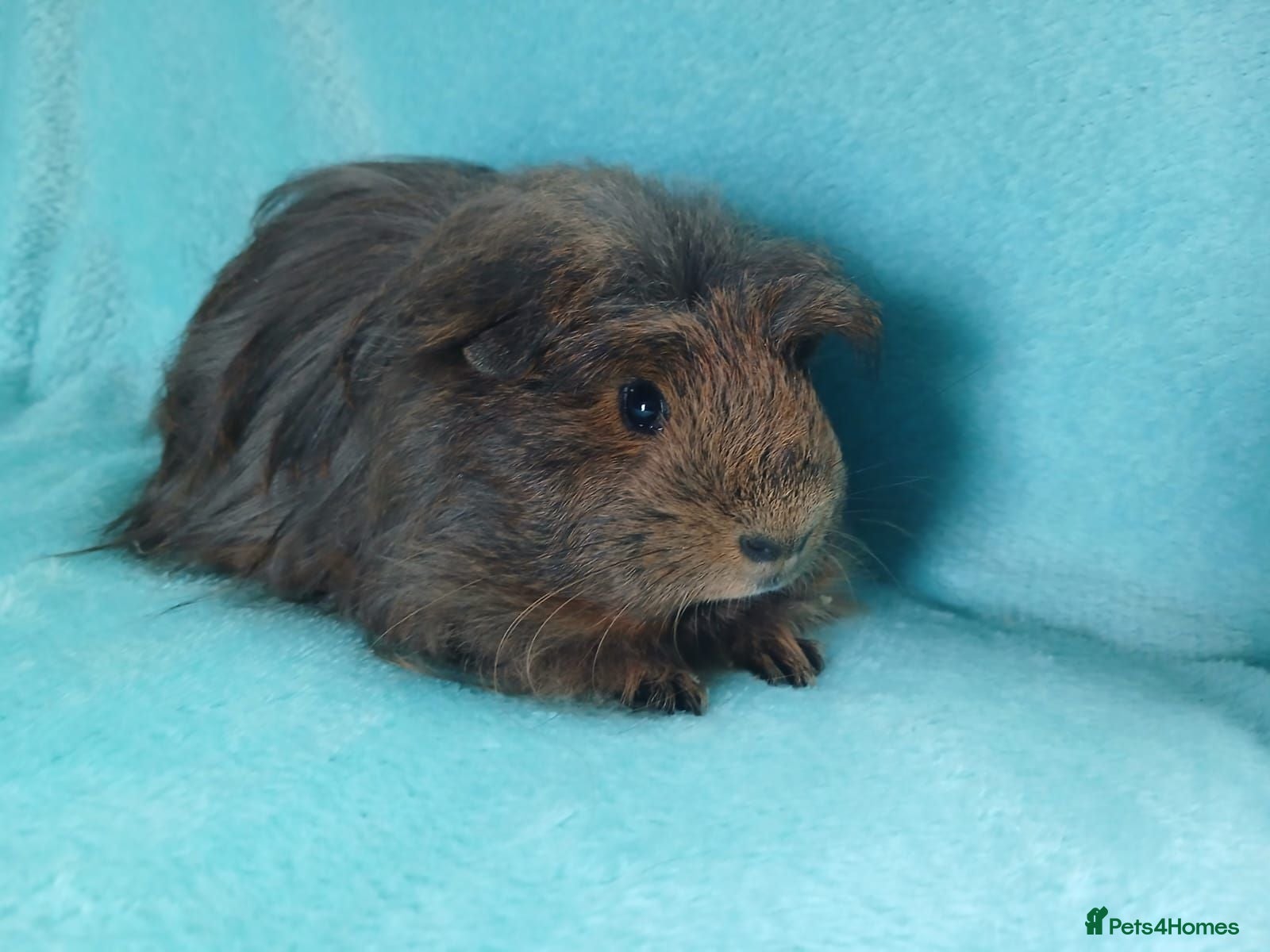 Guinea Pig rodents Beautiful single boy guinea pig aka boar ready  - Advert 10