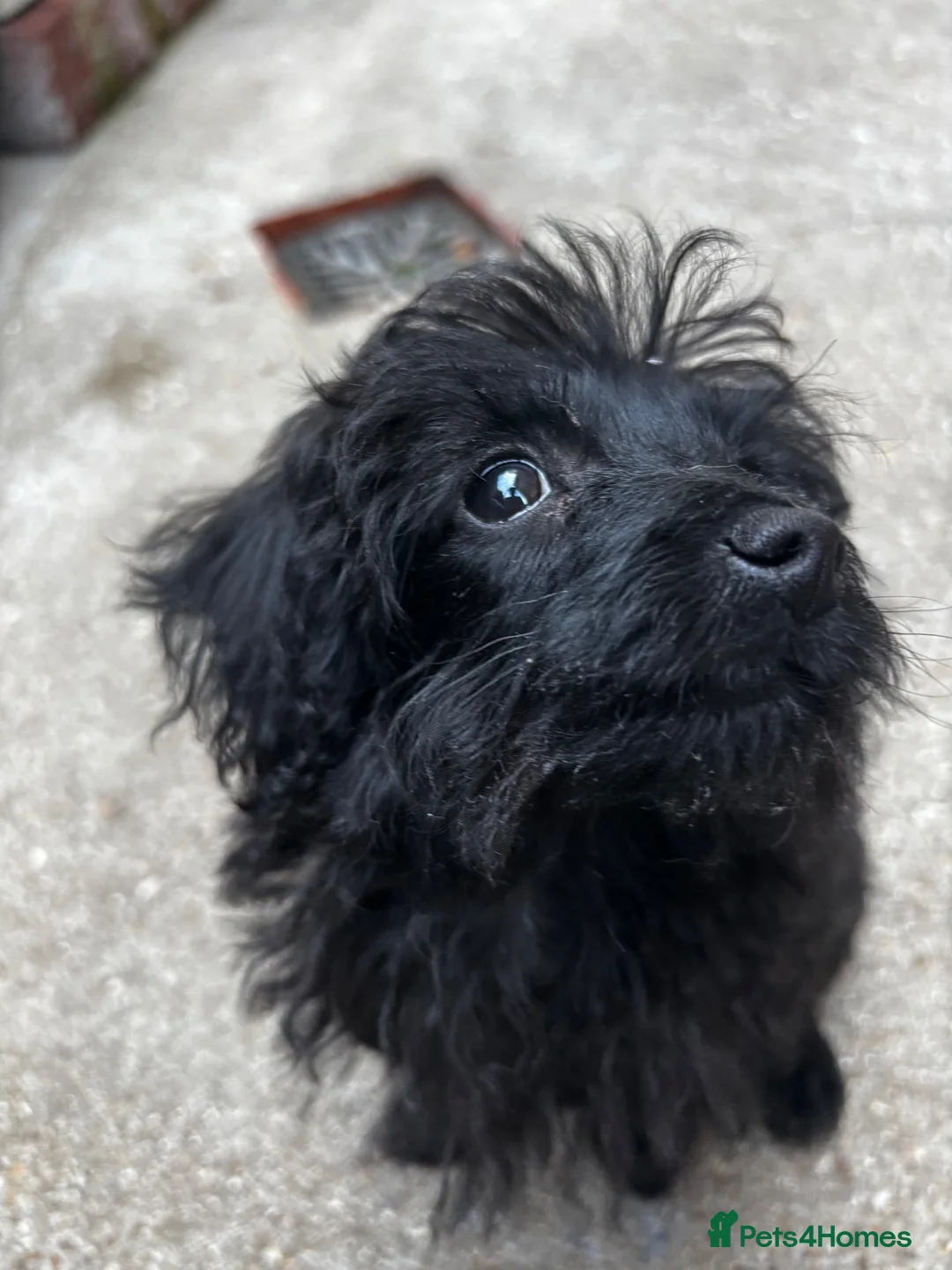 Jackapoo dogs for sale: 14 Week Old Jackapoo Puppy – Loving Home Wanted in Sevenoaks - Advert 2