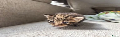 Bengal 1