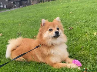 Pomchi dogs Lexi - Advert 1