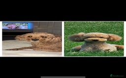 Poochon dogs for sale: STUNNING POOCHON - Image 2