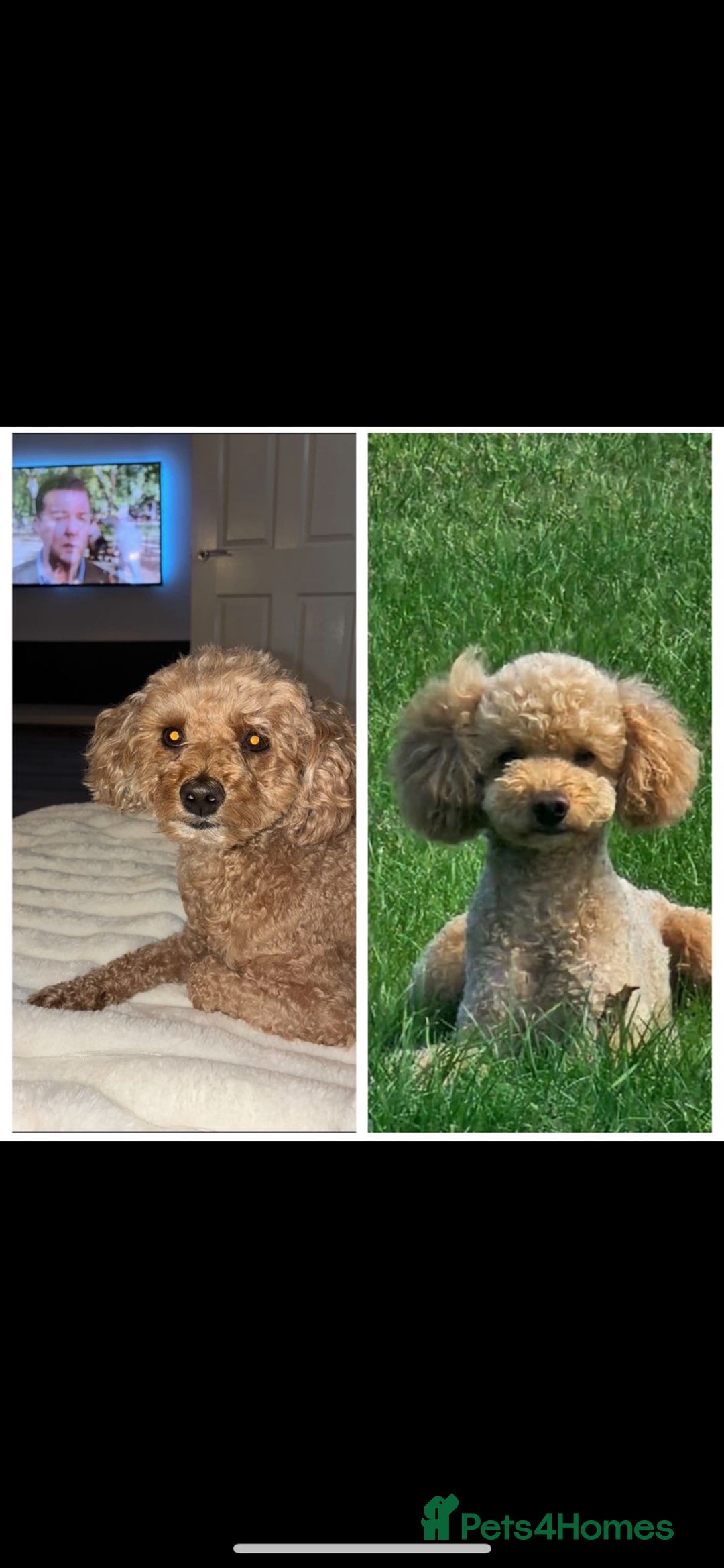 Poochon dogs for sale: STUNNING POOCHON - Image 2