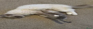 Mixed Breed 4