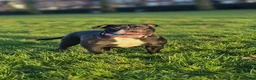 Olde English Bulldogge dogs for sale: Olde englsih bulldog puppy ready to leave  - Advert 3