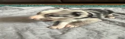 Mixed Breed dogs for sale: 8 adorable puppies. - Advert 8