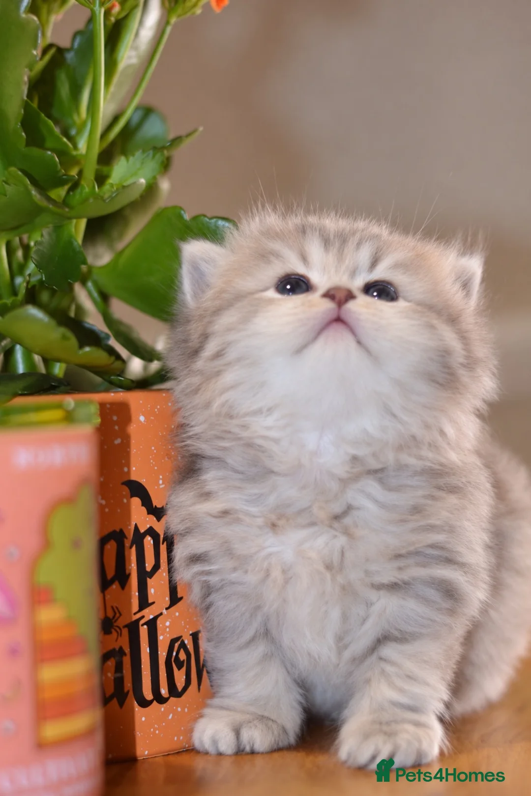 British Shorthair cats for sale: TICA/GCCF British Short//Long Hair Kittens  - Advert 2