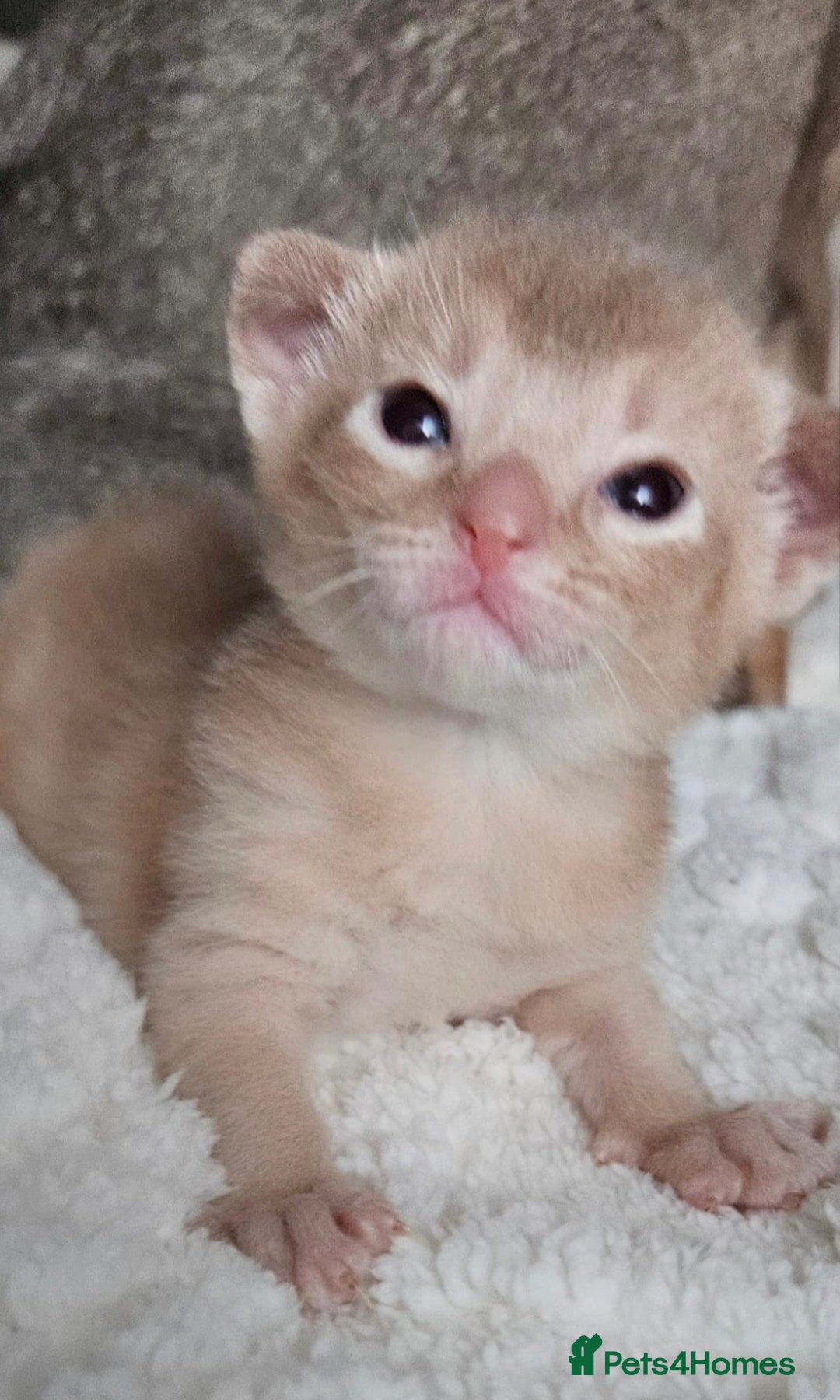 Abyssinian cats for sale: Abyssinian  - Advert 40