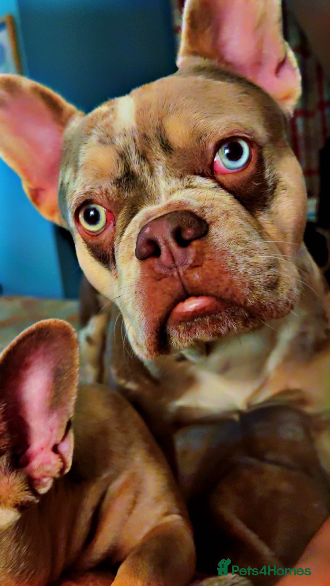 French Bulldog dogs Loki  - Advert 1