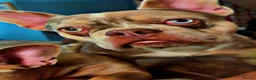 French Bulldog dogs for stud: Loki  - Advert 1