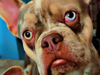 French Bulldog dogs Loki - Advert 7
