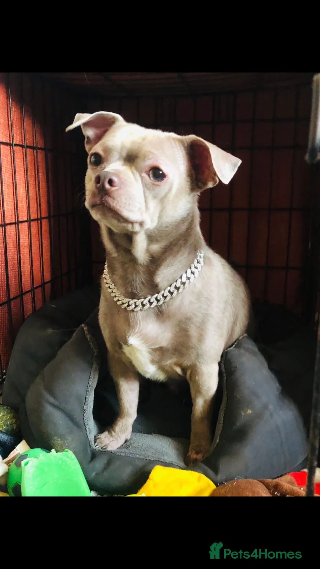 Chihuahua dogs for stud: For stud  - Advert 2