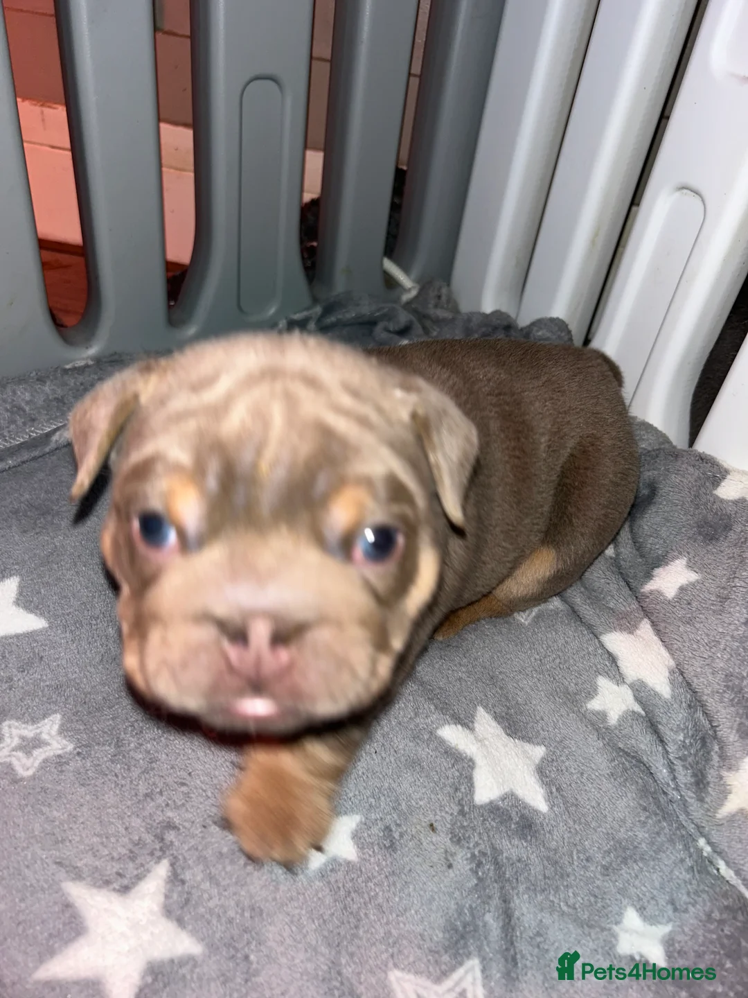 English Bulldog dogs for sale: KOBE X DARLA 5x SMALL COMPACT UNREAL🔥 - Advert 36