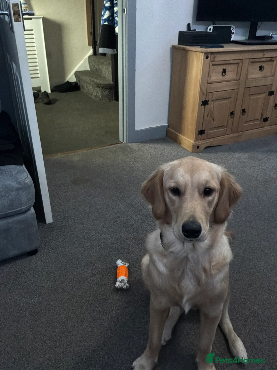 Golden Retriever dogs for sale: Female golden retriever  - Advert 1