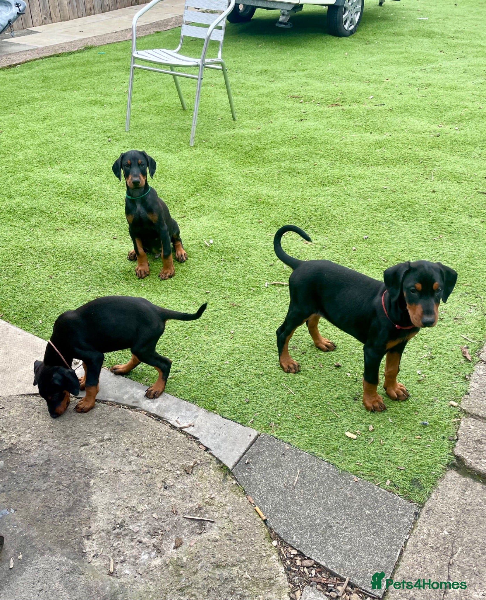 Dobermann dogs Doberman puppies  - Advert 10