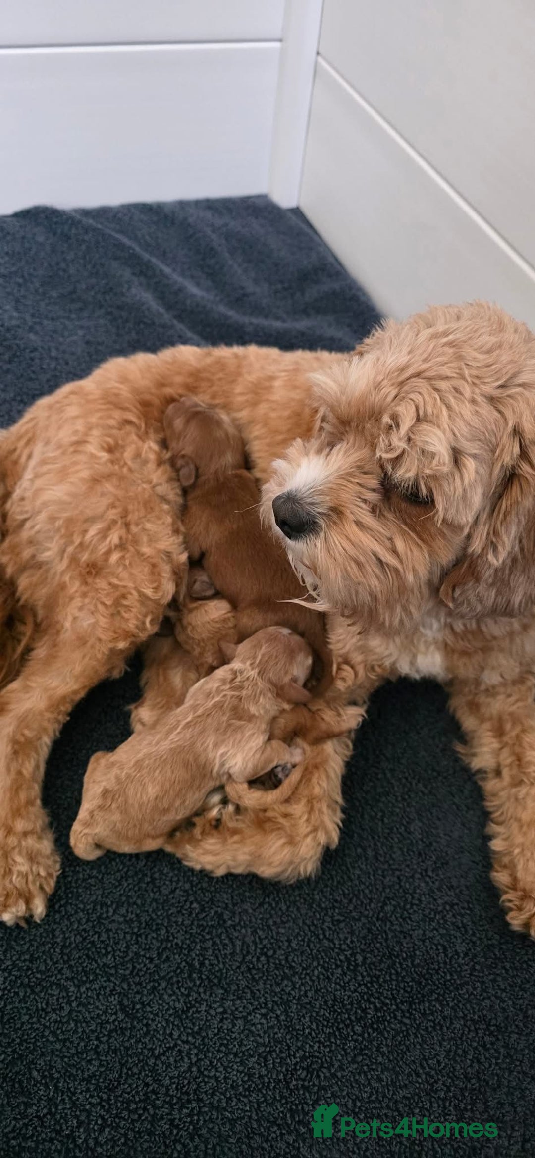 Cavapoo dogs for sale: Cavapoo puppies  - Image 5