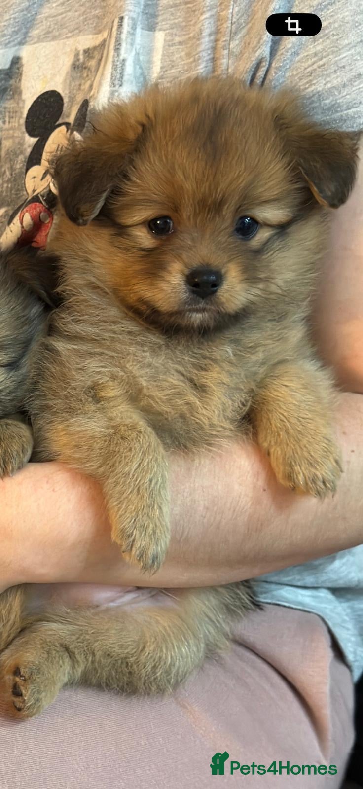 Pomchi dogs 💎 Luxury Teddy Bear Pomeranian Mix Puppies  - Advert 15