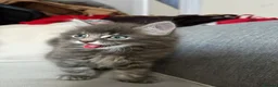 Domestic Shorthair cats for sale: One male kitten  - Advert 8