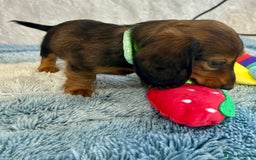 Miniature Dachshund dogs for sale: Miniature dachshund puppies  - Image 5