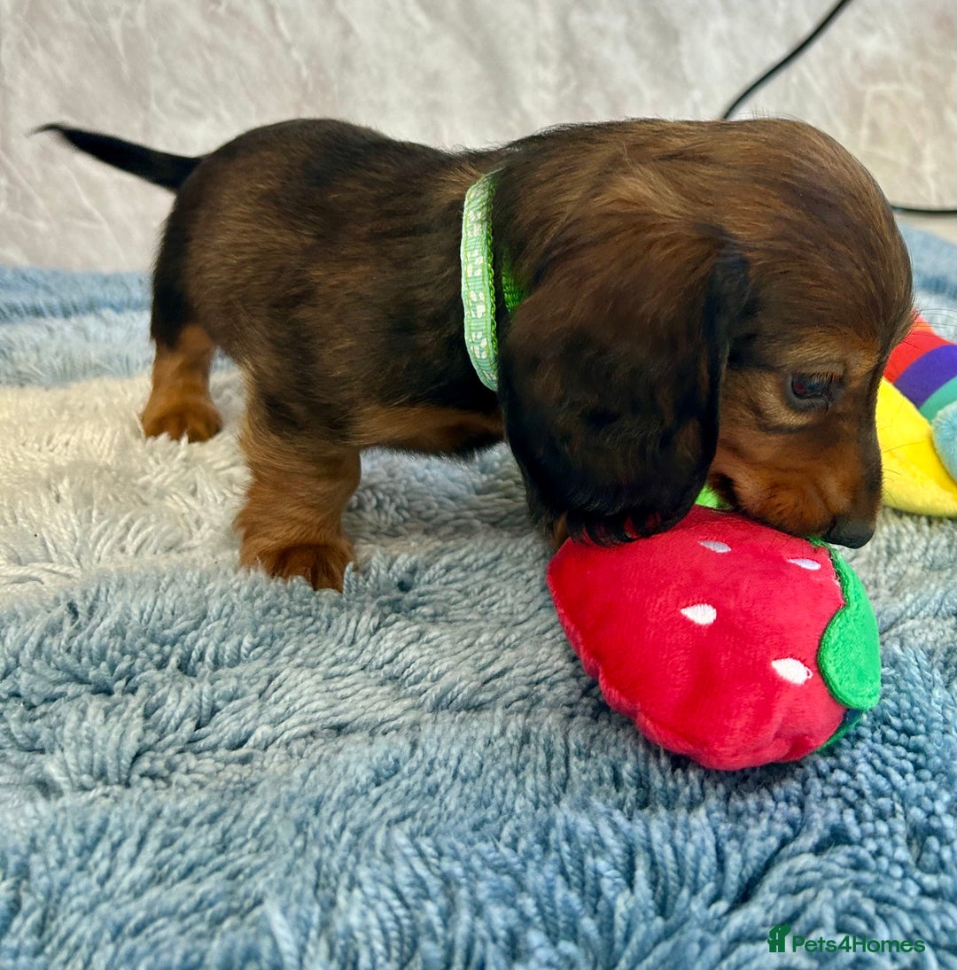 Miniature Dachshund dogs for sale: Miniature dachshund puppies  - Image 5