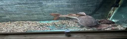 Catfish fish for sale: Red tail x tiger shovel nose  in Stafford - Advert 3