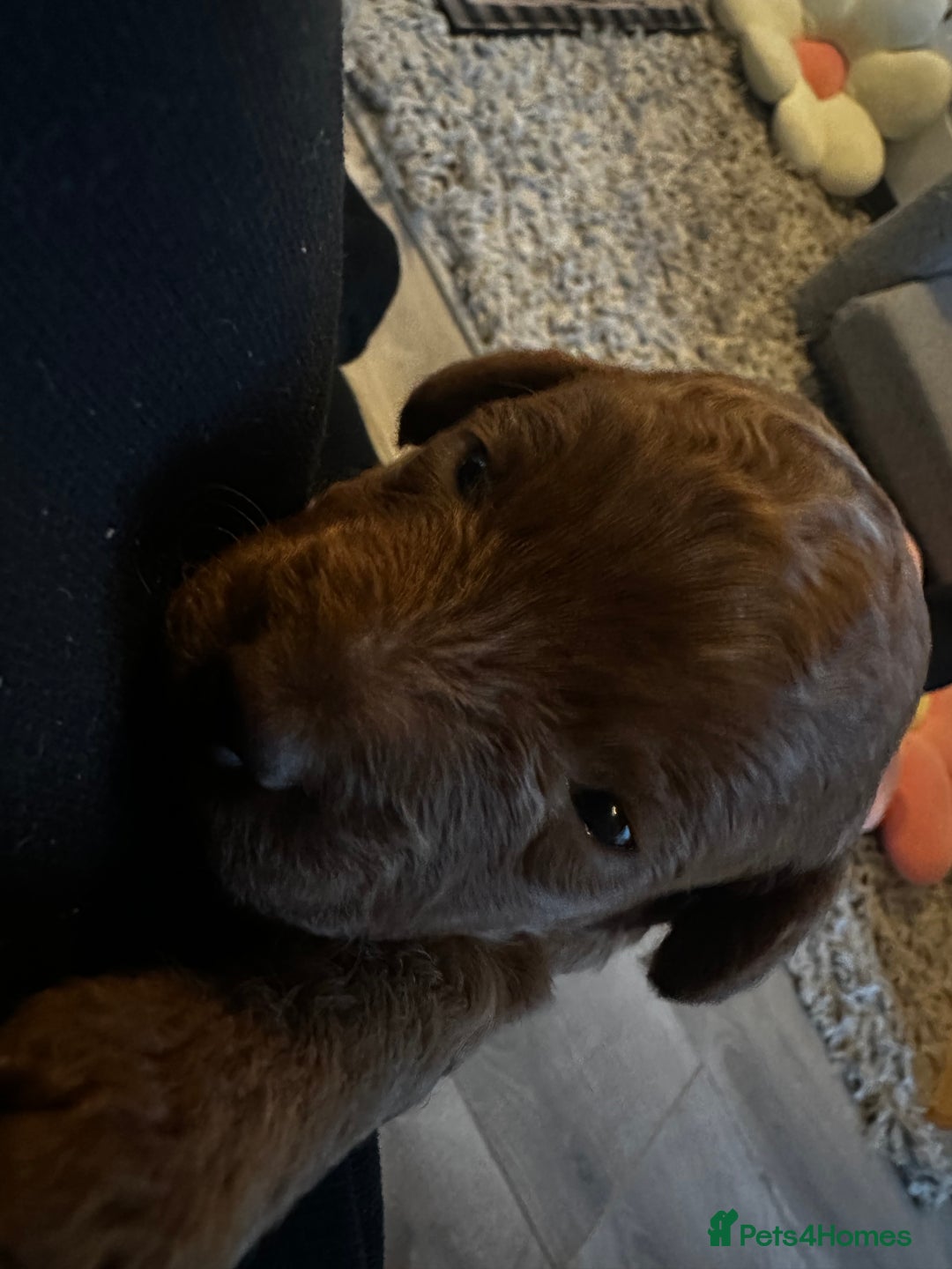 Cockapoo dogs for sale: F1b cockapoo girls for sale.  - Advert 8