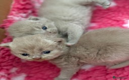 British Shorthair cats for sale: GCCF registered lilac kittens  - Image 16