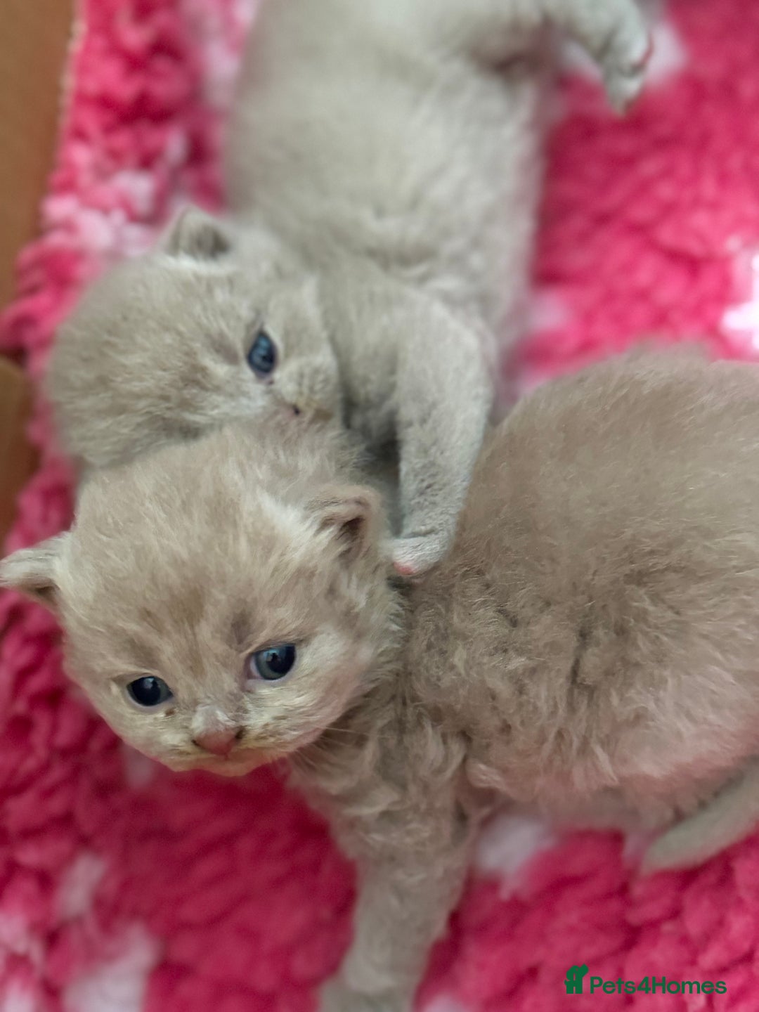 British Shorthair cats for sale: GCCF registered lilac kittens  - Image 16