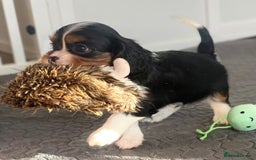 Cavalier King Charles Spaniel dogs for sale: Health Tested CKCS puppies  - Advert 5