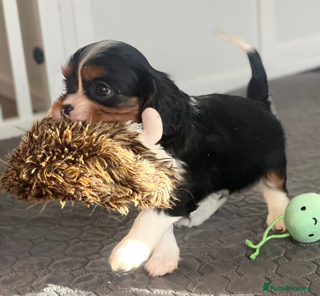 Cavalier King Charles Spaniel dogs for sale: Health Tested CKCS puppies  - Advert 5