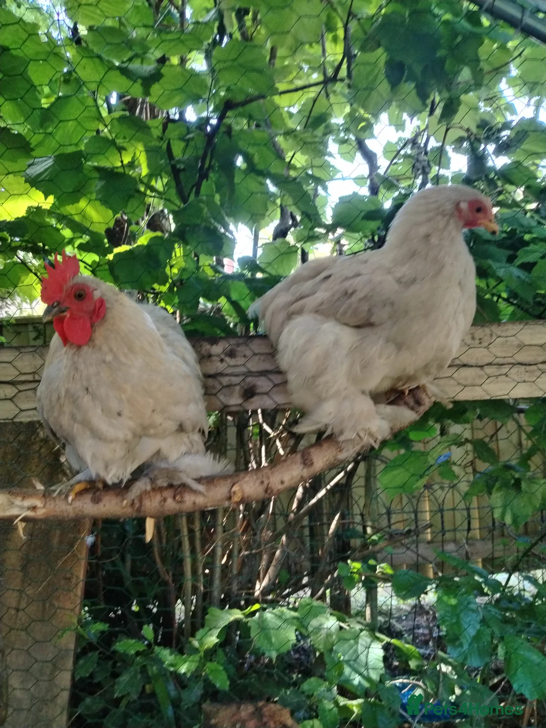 Chickens poultry for sale: Bantam Silkies couple  - Advert 2