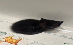 Ragdoll cats for sale: 4 kittens looking for new family  - Image 9